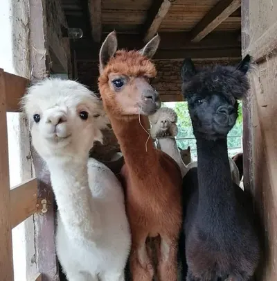 Mobilny fryzjer dla zwierząt